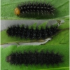 melitaea cinxia larva5 volg2
